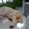 ronny_bei op